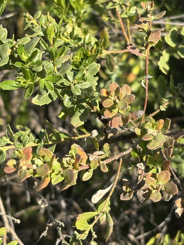 iNaturalist observation photo of coyote brush