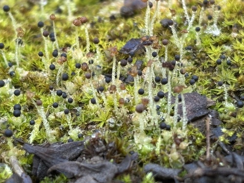 iNaturalist observation photo of Frillworts