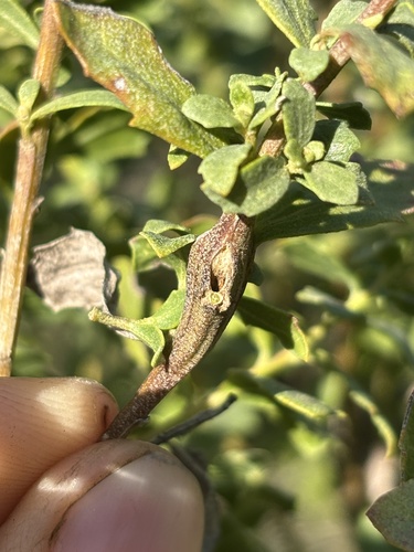 iNaturalist observation photo of Coyote Brush Stem Gall Moth