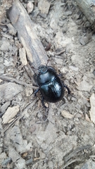 Anoplotrupes stercorosus