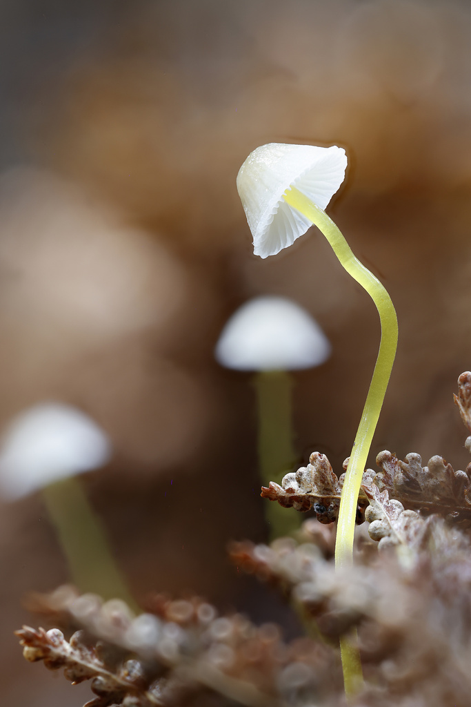 Mycena subviscosa · May 2025 · photo: © mstirling (iNaturalist, cc-by)