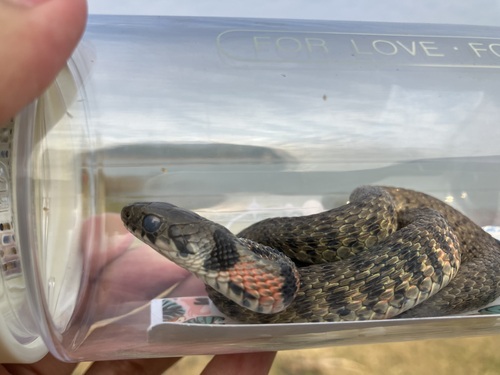 Chinese Tiger Keelback