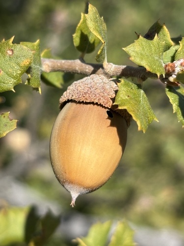 Quercus berberidifolia × durata