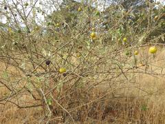 Solanum aculeastrum