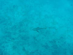 Lutjanus novemfasciatus