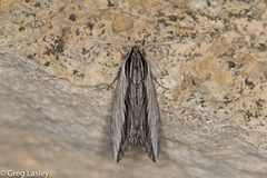 Sphinx vanbuskirki