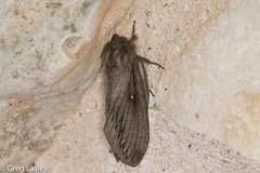 Gloveria sphingiformis