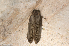 Gloveria sphingiformis
