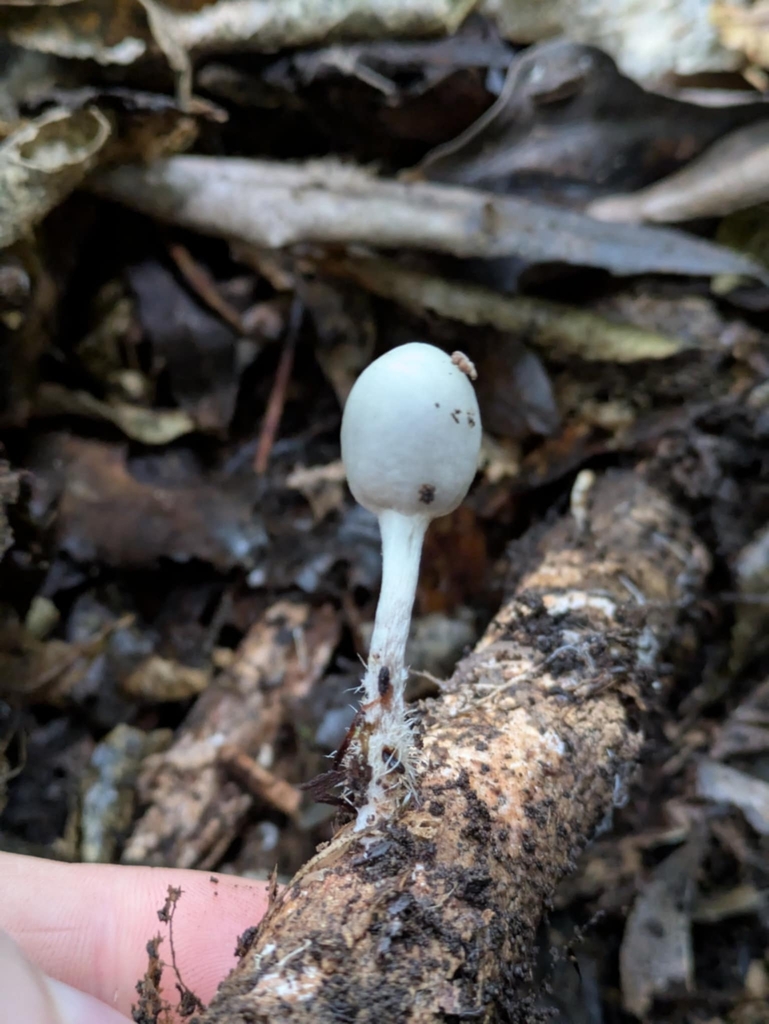 Psilocybe weraroa · May 2025 · photo: © daevro (iNaturalist, cc-by)