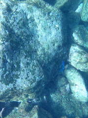 Microspathodon dorsalis