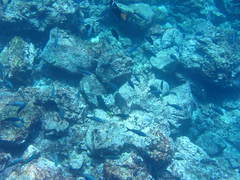 Cephalopholis colonus