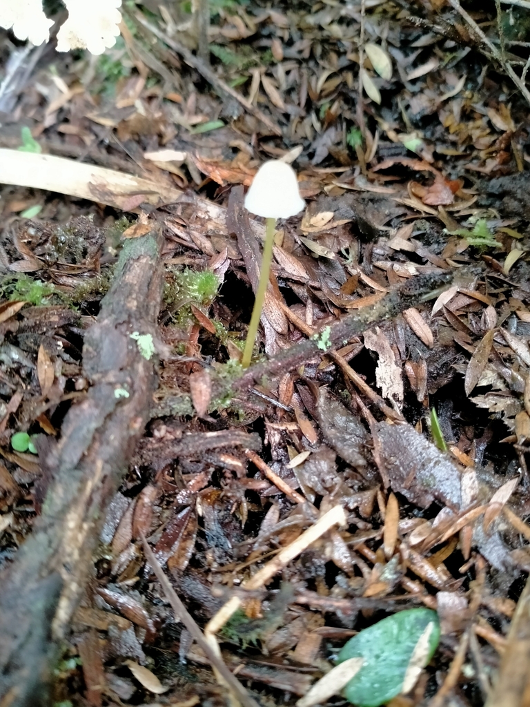 Mycena subviscosa · May 2025 · photo: © kiryn1 (iNaturalist, cc-by)