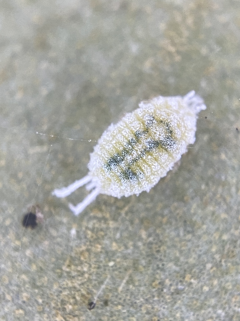 Mangrove Mealybug