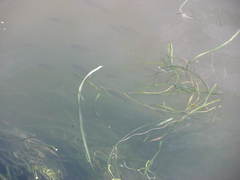 Micropterus salmoides