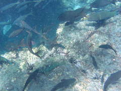 Cephalopholis colonus