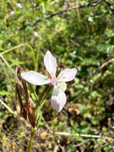 Ramona Clarkia (Clarkia similis)