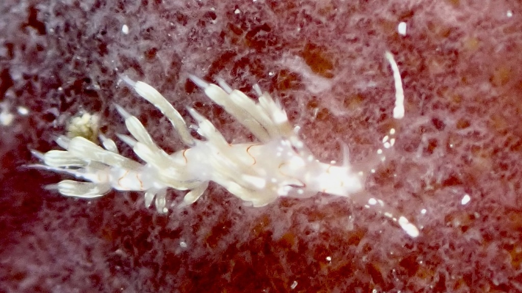 Lion Tentacle Aeolid