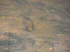 Micropterus salmoides