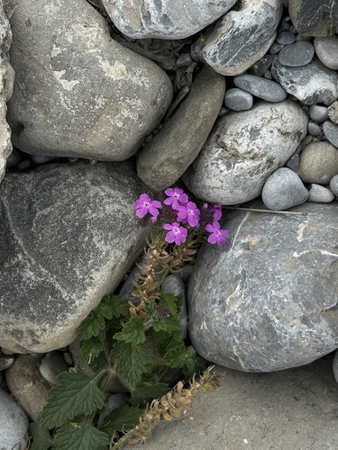 Rio Grande Mock Vervain (Glandularia polyantha)