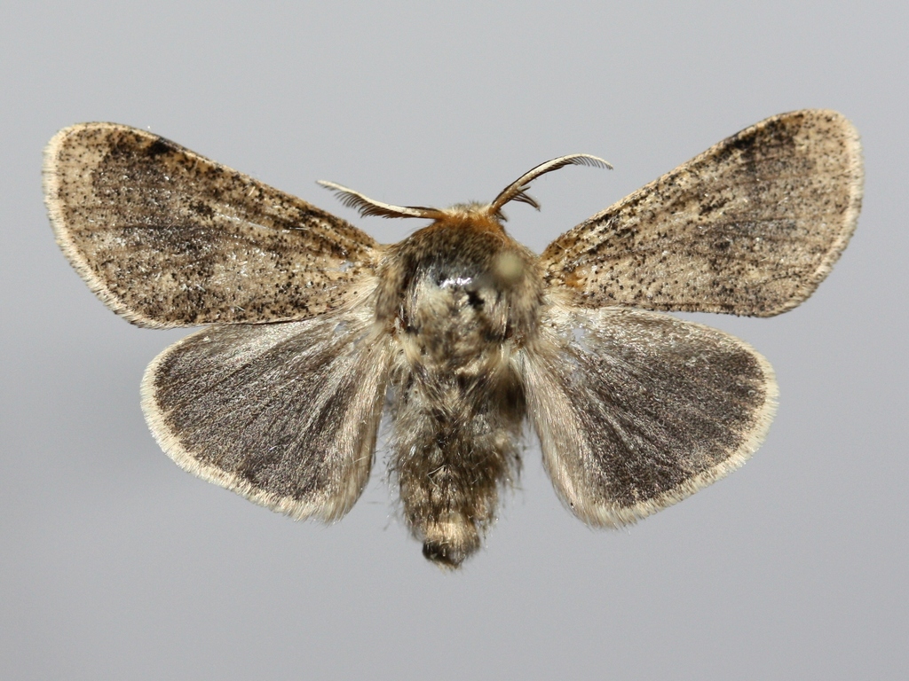 Gynaephora pumila