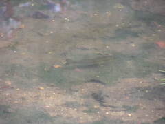 Micropterus salmoides