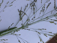 Panicum schinzii