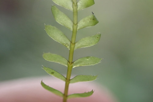 Chiastocaulon combinatum observed 2025-05-13