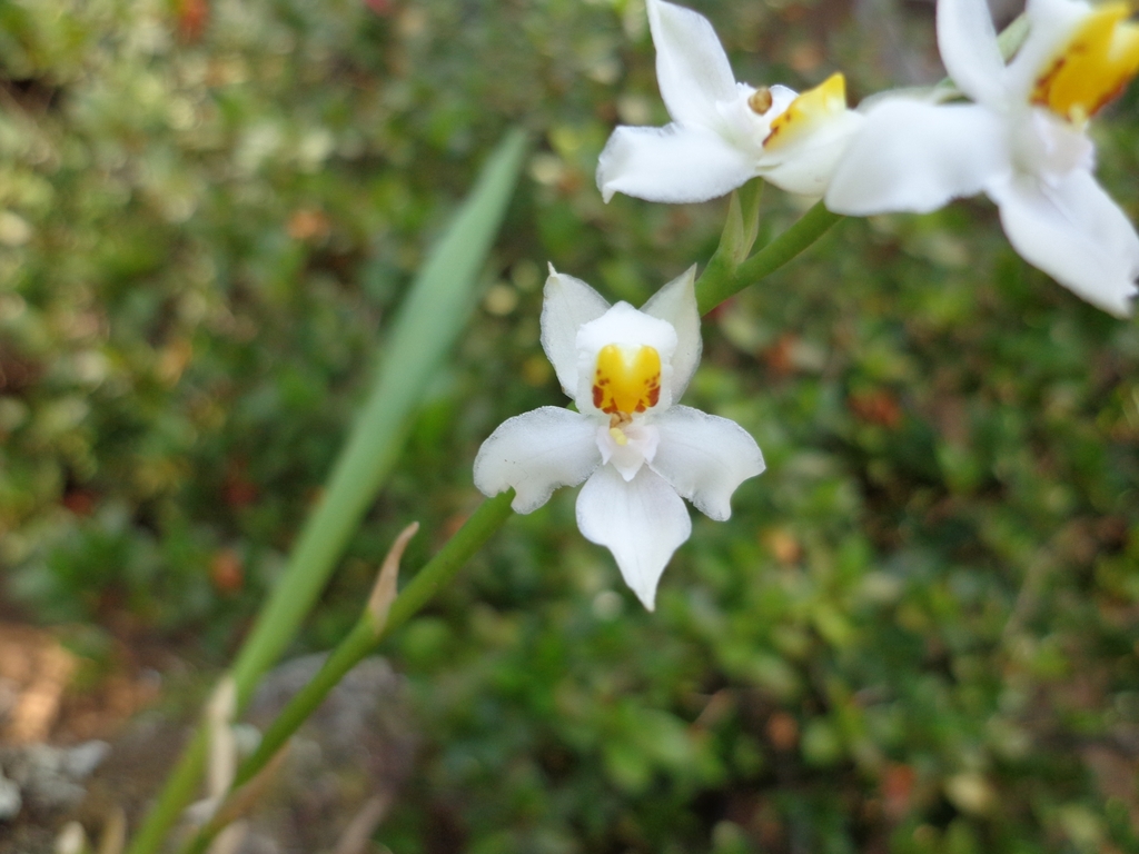 Cuitlauzina dubia