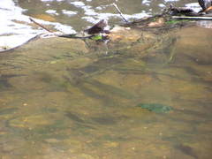 Micropterus salmoides