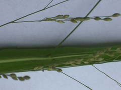 Panicum schinzii