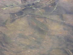Micropterus salmoides
