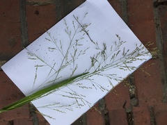 Panicum schinzii