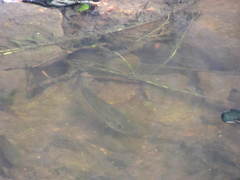 Micropterus salmoides