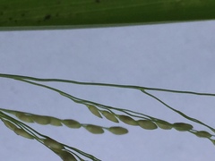 Panicum schinzii