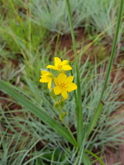 Hypoxis rigidula rigidula