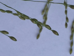 Panicum schinzii