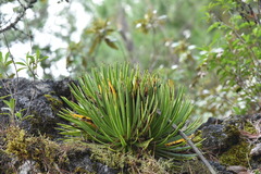 Agave gracielae