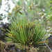 Echinoagave gracielae - Photo (c) Alan Rockefeller, some rights reserved (CC BY), uploaded by Alan Rockefeller