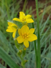 Hypoxis rigidula rigidula