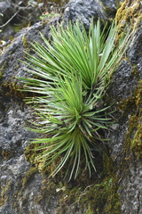 Agave gracielae