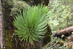 Agave gracielae