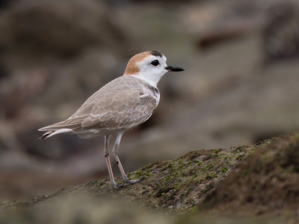 White-faced Plover