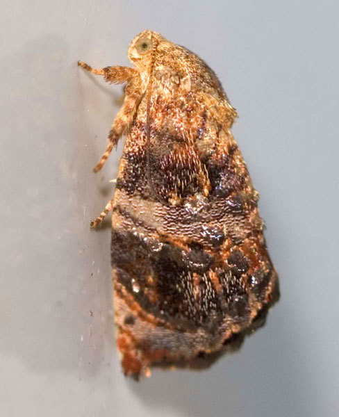 Peritropha