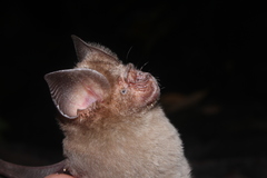 Hipposideros speoris