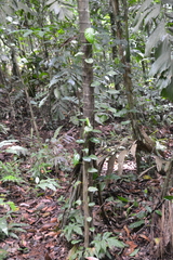 Philodendron rigidifolium