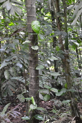 Philodendron rigidifolium