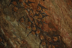 Hipposideros lankadiva