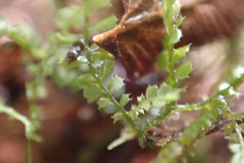 Plagiochila gracillima observed 2025-05-13