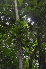 Philodendron rigidifolium