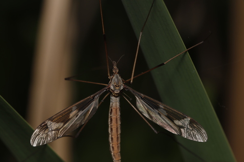 Giant cranefly, Velp, Nederland, photo 8 of 10